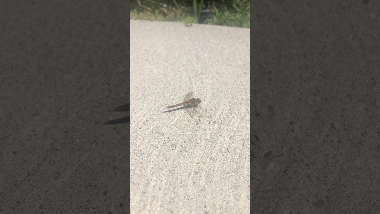 Up close with a resting dragonfly | Nature’s tiny marvel on the sidewalk.