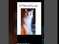 وين راهي نبيلة وين راهي نبيلة