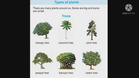 MLZS JHANSI CLASS 3 EVS Chapter 6 The World of Plants Lecture 1