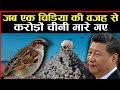 एक चिड़िया ने कैसे बरबाद किया चीन को, हकीकत रुला देगी | Real Hindi knowledge