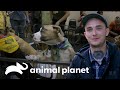 O torneio canino mais adorável de todos: Puppy Bowl | Pit bulls e condenados | Animal Planet Brasil