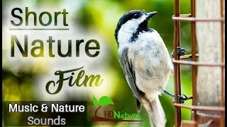 Happy Good Morning  short Nature film | Nature Beauty | Soft Relaxing music With Nature sounds screenshot 5