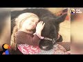 Girl Sneaks Baby Cow into Her House and the Cow Breaks in Again a Year Later | The Dodo
