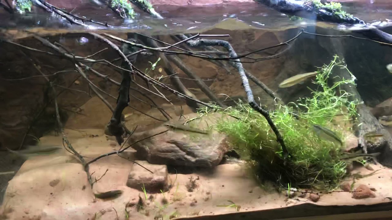 Kaltwasser Strömungs-Biotop „Bach im Pfälzerwald“ #1