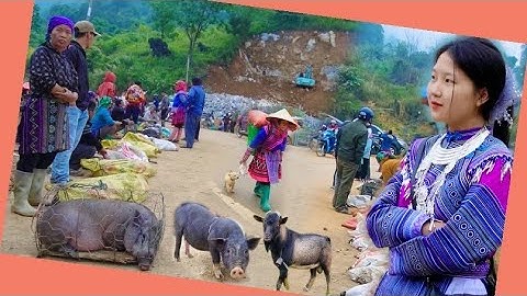 Khám phá chợ phiên CỐC LY BẮC HÀ  - Chợ Dê Núi, Lợn Cắp Nách Và Thảo Dược Rừng Tây Bắc