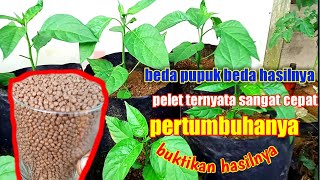 pupuk dahsyat untuk kocoran pertama tanaman tumbuh subur