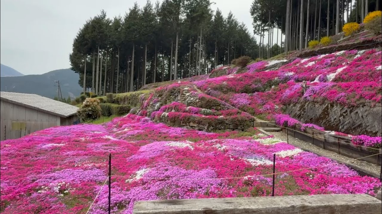 2026/04/06 超超超超超撮り頃です！ 中津芝桜の畑 その3 〜愛媛県久万