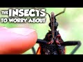 These are the Most DANGEROUS Insects in the US Mp3 Song