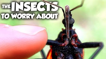 These are the Most DANGEROUS Insects in the US
