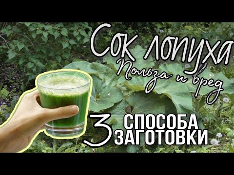 Сок лопуха - польза и вред. Как принимать, как приготовить и как хранить. Майский женьшень.