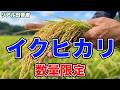 イクヒカリの予約受付開始します！