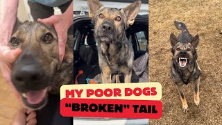 My Dogs Broken Tail Jasper Update