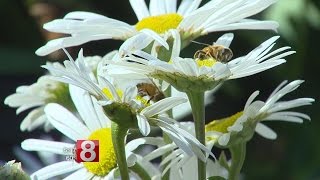 How to Repel Pollen from your Car