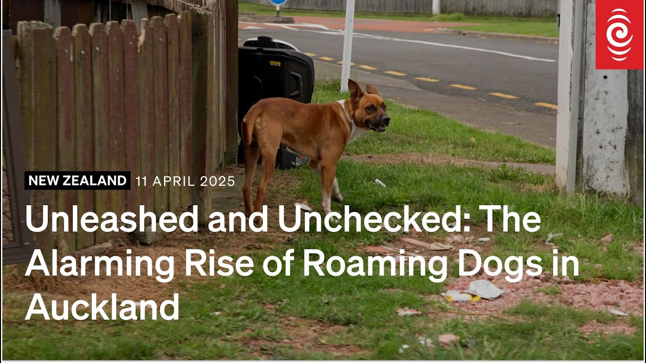 Unleashed and Unchecked: The Alarming Rise of Roaming Dogs in Auckland ...