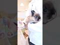 パチパチパチ♪🐇💗うさぎさんの爪切りが気持ち良さそうで癒される✨