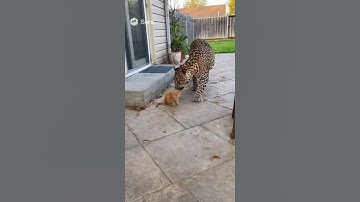 Brave Cat vs Ferocious Leopard 🐆 | The Power of a Mother’s Love 💖
