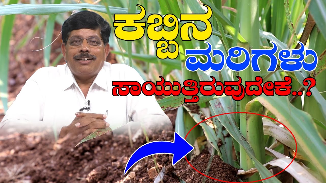 3.5 ಎಕರೆಯಲ್ಲಿನ ಕಬ್ಬು ಒಣಗುತ್ತಿರುವುದೇಕೆ? ಮರಿಗಳು ಸಾಯಲು ಕಾರಣವೇನು? #organicsuarcanefarminng