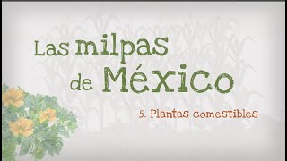5.- Las milpas de México, plantas comestibles en las milpas