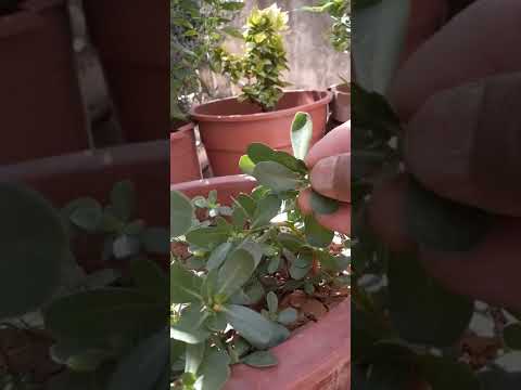 زراعة البقله نبات الرجله فوائد الرجله البقله نبات الفرفاحينا طريقة العناية والاكثار