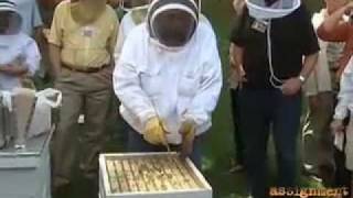 Famous Vanishing of the Bees Wealth