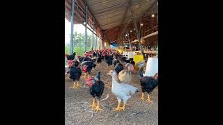 Raising chickens on my small farm