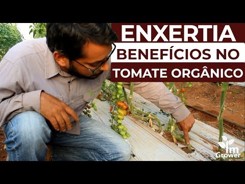 Vídeo: Técnica De Enxerto De Tomate Para Aumentar Os Rendimentos