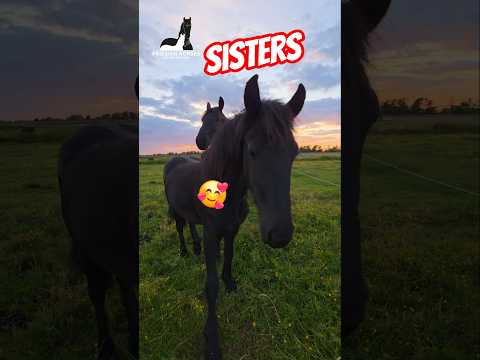 يا أخواتي اتبعوا القطيع فريزيان خيول اتبعوا القطيع
