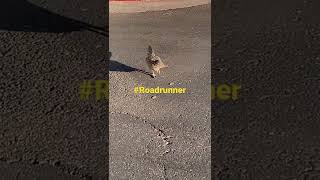 #Roadrunner #Birds #Wildlife LOL Roadie Roadrunner new favorite food banana chips ๐ #shorts