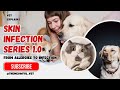 ITCHY SKIN in pets- infection or allergies?#Vetexplains #pethealth #skininfections