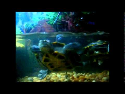 herpetologist meaning ideal turtle setups