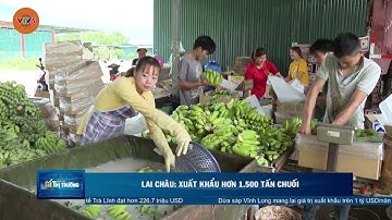 LAI CHÂU: XUẤT KHẨU HƠN 1.500 TẤN CHUỐI | VTV5