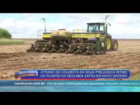 Chuva atrasa trabalhos nas lavouras de algodão e milho em Mato Grosso | Canal Rural