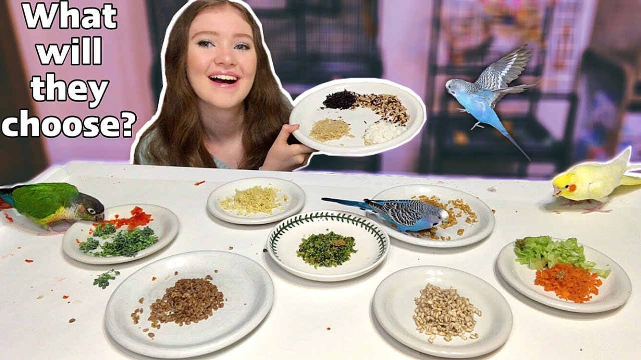 The Ultimate Bird Taste Test! YouTube