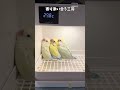 【鳥Part177】お互いのぬくもりを分かち合うインコ #鳥 #birds #parrot #かわいい #インコ