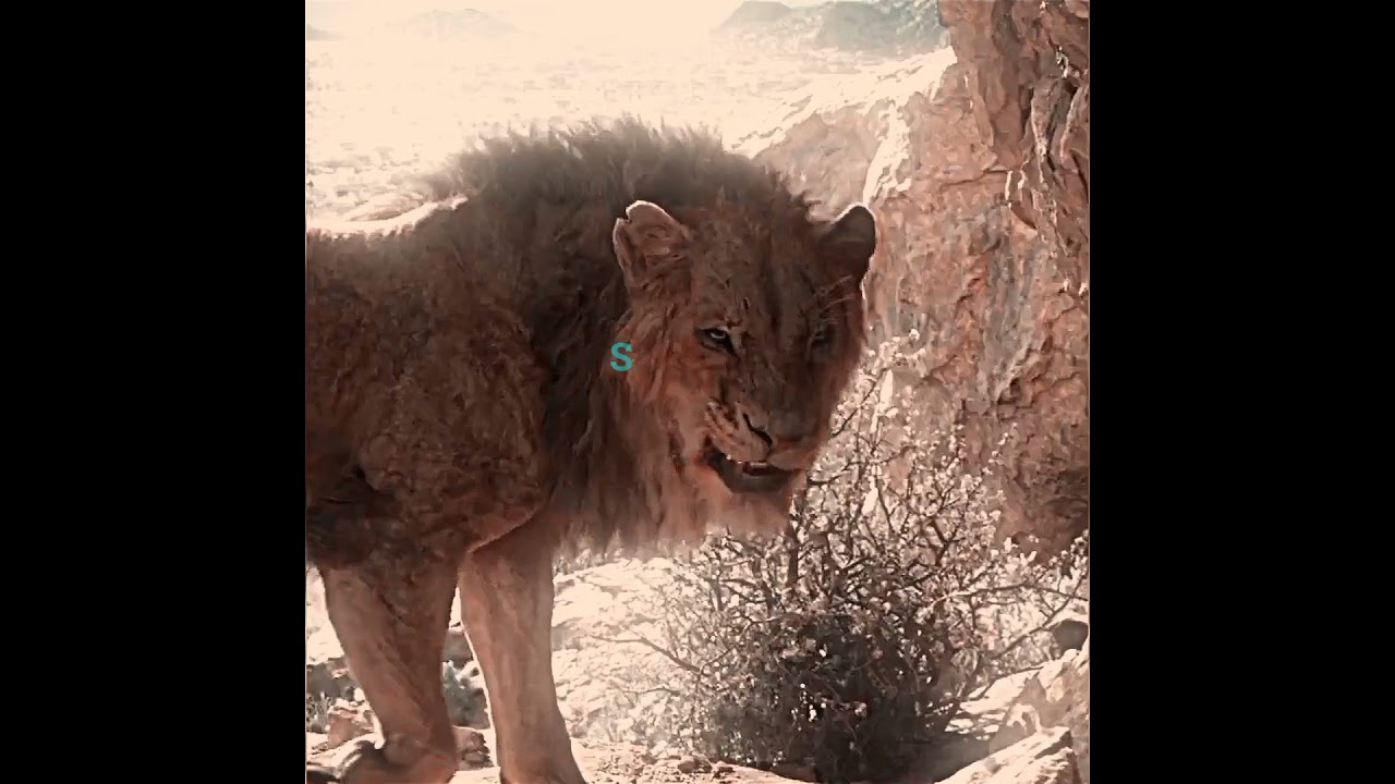 Lion_King👑 short Clip#