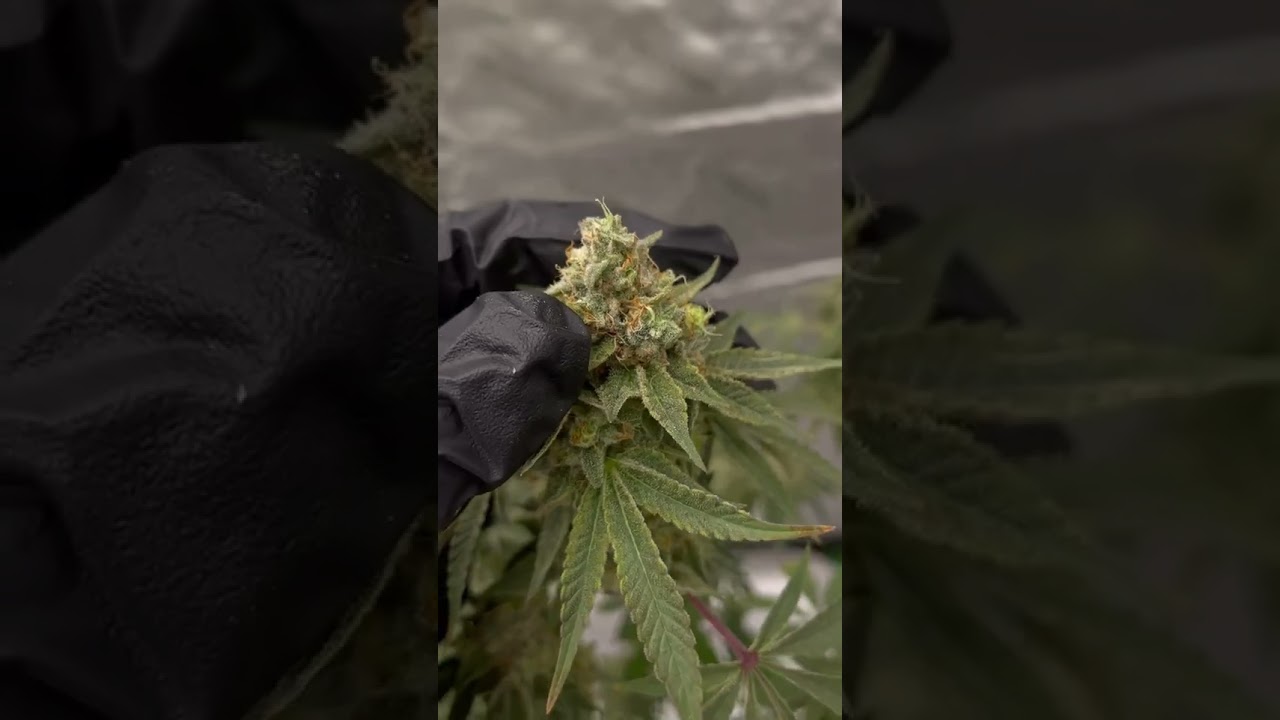 Strawberry kush is getting close!!! 💯💯💯    