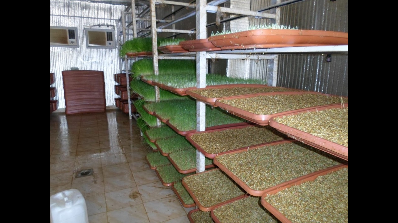 حلول لمشاكل الاستنبات مع احدث غرف استنبات شعير بدون عفن و فطريات بنظام زراعه بدون صواني وبالضمان