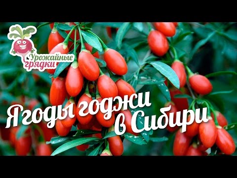 Ягоды годжи в Сибири #urozhainye_gryadki