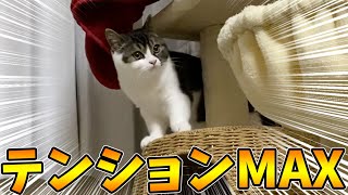 テンションMAXの子猫がやばすぎるww