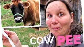 We Give Our Cow A Urine Pregnancy Test!