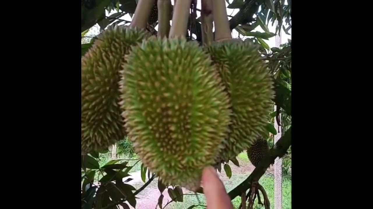 ทุเรียนดกสวยไม่ร่วงสะอาดอร่อยมา10ปี#rd2551 โทร0808959244