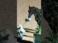 Foals were suposed to steal shows not the flowerscredits clipmyhorsetvdeutschland  horse shorts edit