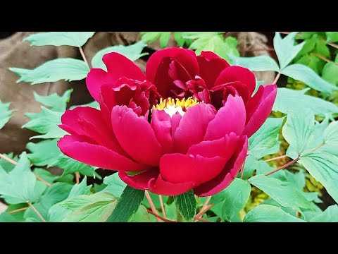 2021.03杉林溪牡丹花季-富貴牡丹繽紛艷麗! Peony flower. Beautiful blooming