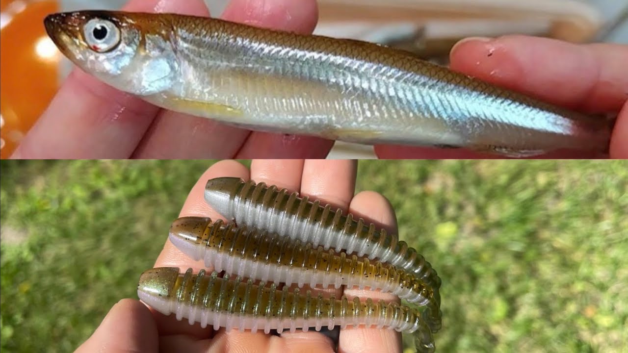 Wakasagi Color Match!! I failed at first but bounced back!!