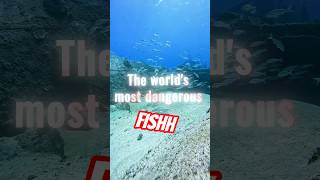 The world's most dangerous fish | Candiru Fish Attack Inside Human Body 😨 #animalfacts #deadlynature