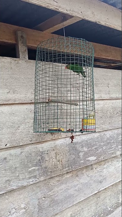 perkici pantai/nuri pantai gacor cocok untuk pikat