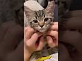 子猫の頃からパパ大好きっ子に育てた結果...!! #cat #猫