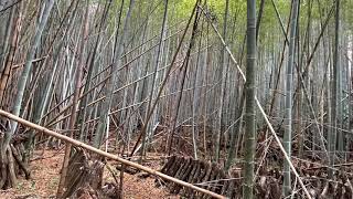 Bambus Ernten Bamboo Harvest - YouTube