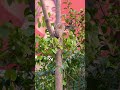 cat climbed up the tree 😺🌴