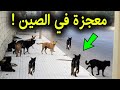 شاهد معجزة الكلاب التي انتشرت في شوارع الصـ-ين الان دليل علي اقتراب الساعه2020
